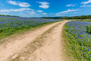 Eski Teksas toprak yol alanında Texas Bluebonnet kır çiçekleri