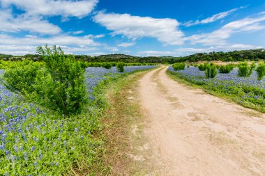 Eski Teksas toprak yol alanında Texas Bluebonnet kır çiçekleri