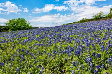 Geniş açı görünümü, ünlü Texas Bluebonnet (Lupinus texensis) Kablosuz
