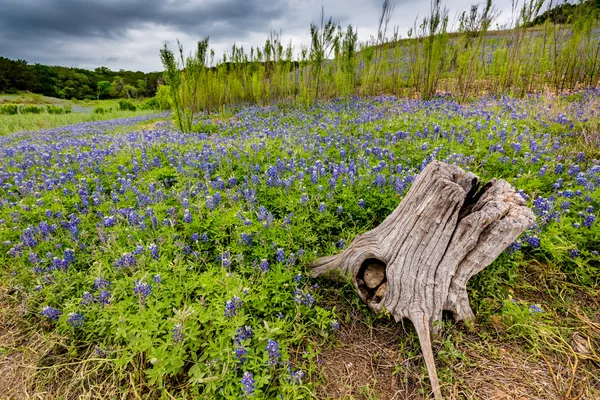 Старий пень в полі з відомих Bluebonnet Техас польові квіти — стокове фото