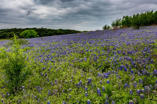 Weitwinkelaufnahme des berühmten texas bluebonnet (lupinus texensis) — Stockfoto