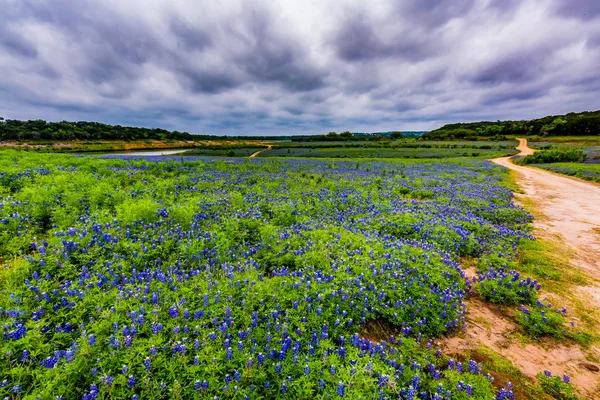 Weitwinkelaufnahme des berühmten texas bluebonnet (lupinus texensis) — Stockfoto