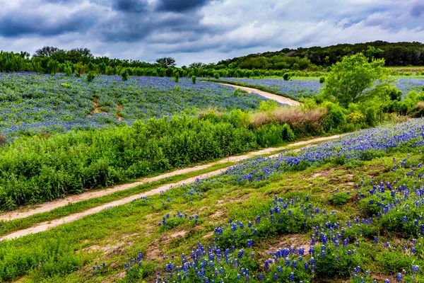 Широкого кута зору з відомих Техас Bluebonnet (Люпин texensis) Wi — стокове фото