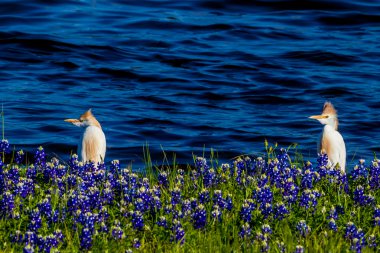 Texas Bluebonnets Gölü Travis Muleshoe dönemeçte t, iğreti