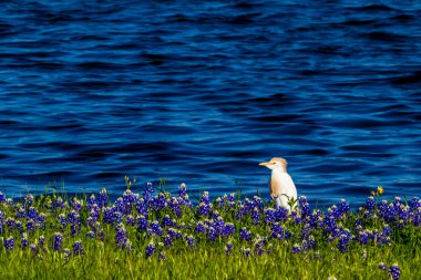 Texas Bluebonnets Gölü Travis Muleshoe dönemeçte t, iğreti