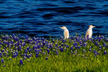 Texas Bluebonnets Gölü Travis Muleshoe dönemeçte t, iğreti