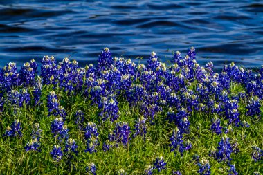Texas Bluebonnets Muleshoe dönemeçte Texas.