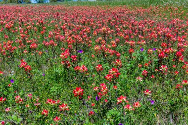 Texas turuncu Hint boya fırçası kır çiçekleri
