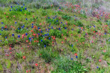 Texas turuncu Hint boya fırçası kır çiçekleri