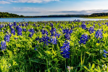 Texas Bluebonnets Gölü Travis Muleshoe dönemeçte Texas.