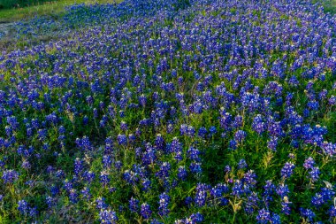 Bir Texas yamaca bluebonnets.