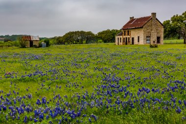 Eski evde terk edilmiş: Texas kır çiçekleri.