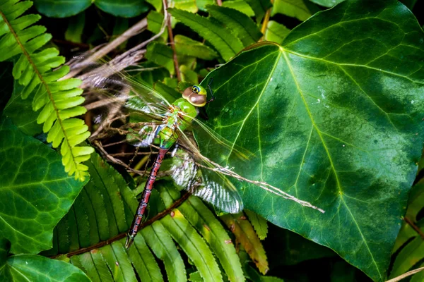 Zelené a modré císař Dragonfly — Stock fotografie