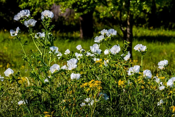 Yellow and White Texas WIldflowers. — Stock Photo, Image