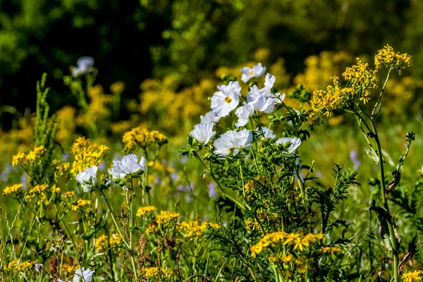 Květy žluté a bílé Texas. — Stock fotografie