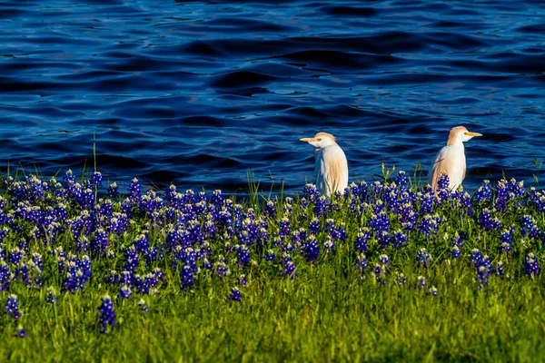 Hägrar i Texas Bluebonnets vid Lake Travis vid Muleshoe krök i T — Stockfoto