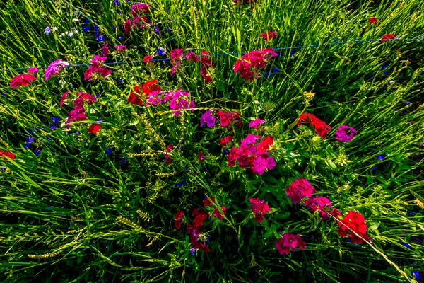 Brilliant Red Drummond Phlox Wildflowers in Texas — Stock Photo, Image