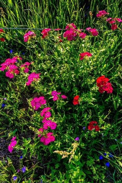 Gros plan d'un groupe de brillants Phlox des tambours rouges Wildf — Photo