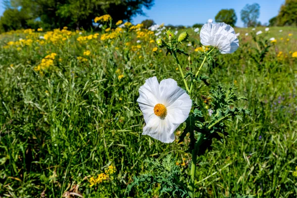 Yellow and White Texas WIldflowers. — Stock Photo, Image