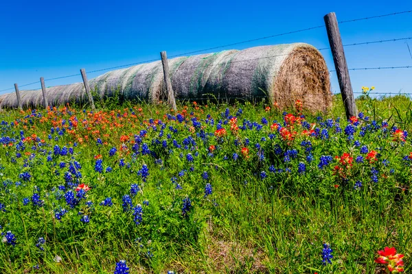 ラウンドの干し草の俵と新鮮なテキサス州の野生の花の草原 — ストック写真