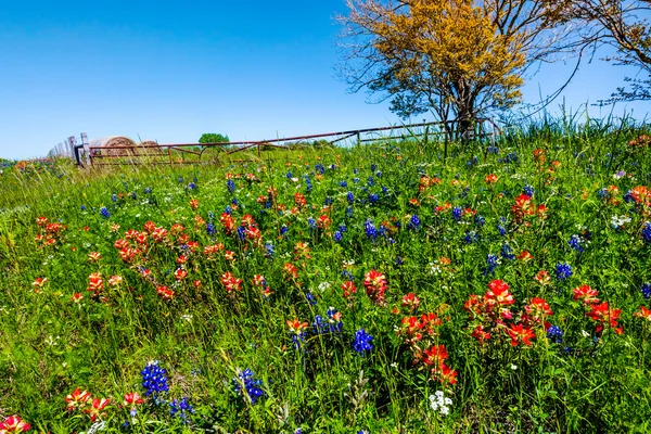 Yuvarlak saman balya ve taze Texas kır çiçekleri ile bir çayır — Stok fotoğraf