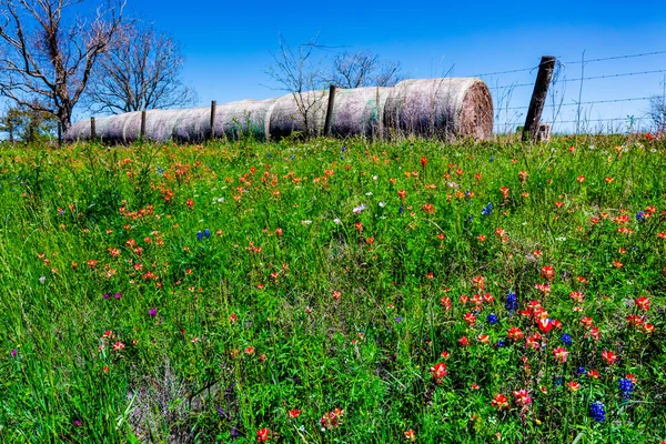 Une prairie aux balles de foin rondes et aux fleurs sauvages fraîches du Texas — Photo