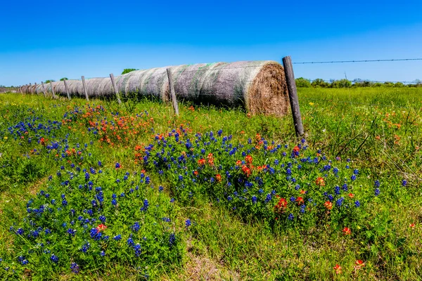 Um prado com fardos de feno redondo e flores silvestres frescas do Texas — Fotografia de Stock