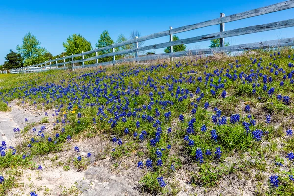 Um pedaço das famosas flores silvestres Bluebonnet Texas — Fotografia de Stock