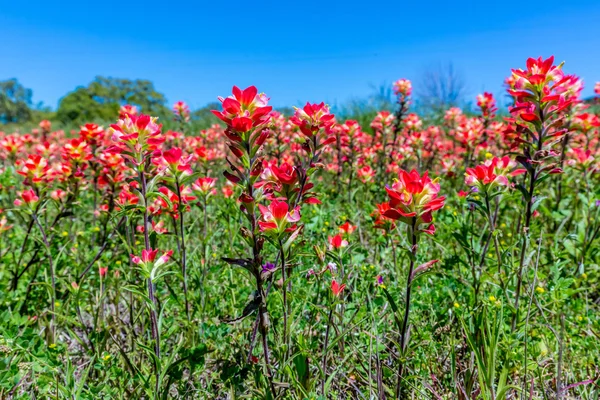 Pincel Indio Naranja Flores silvestres en Texas — Foto de Stock