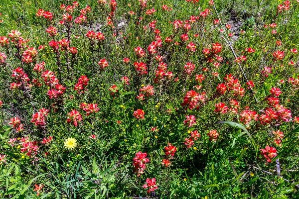 Oranje Indian Paintbrush Wildflowers in Texas — Stockfoto