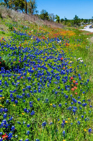 様々 なテキサス州の野生の花 — ストック写真