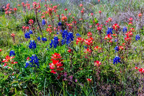 Oranje Indian Paintbrush Wildflowers in Texas — Stockfoto