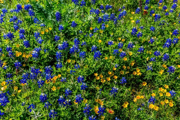 様々 なテキサス州の野生の花 — ストック写真