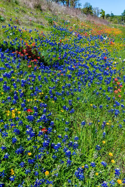 様々 なテキサス州の野生の花 — ストック写真