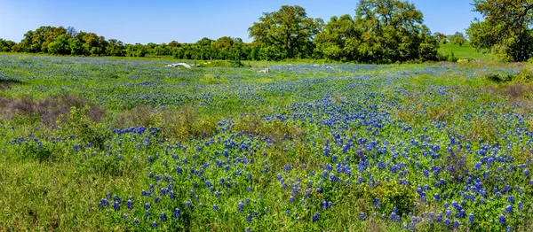 Panorama z niesamowite Bluebonnets Texas. — Zdjęcie stockowe