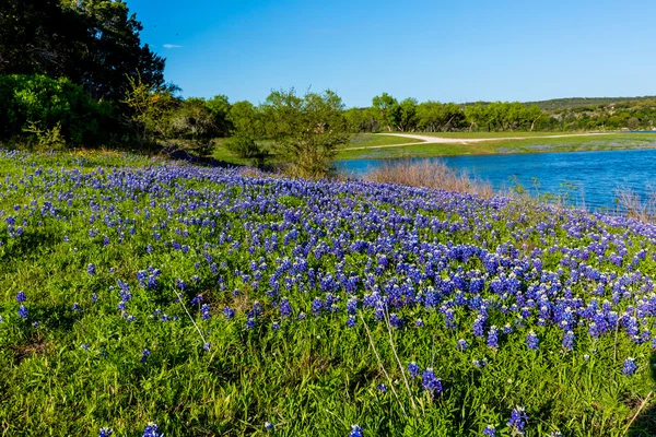 Texas Bluebonnets vid Lake Travis vid Muleshoe krök i Texas. — Stockfoto