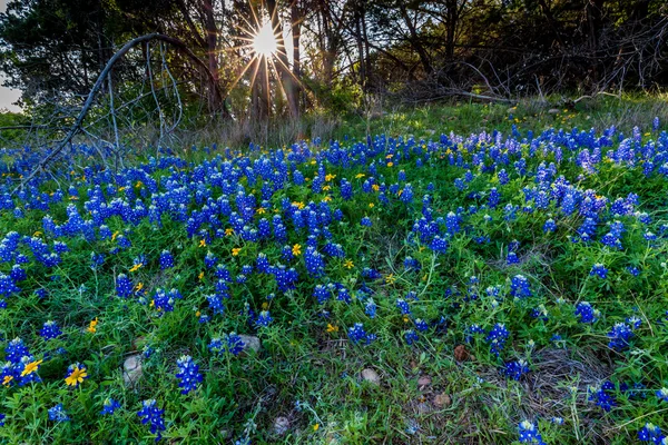Texas bluebonnets bei muleshoe bend in texas. — Stockfoto