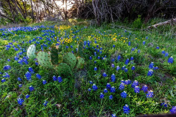 Texas Bluebonnets at Muleshoe Bend in Texas. — Stock Photo, Image