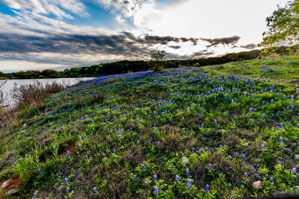 Bluebonnets Texas Muleshoe zakręcie w Teksasie. — Zdjęcie stockowe