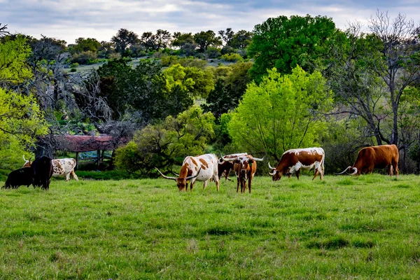 Texas Longhorns bete i fältet. — Stockfoto