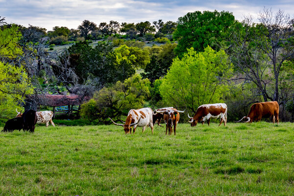 Texas Longhorns Grazing in Field.