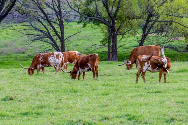 Texas Longhorns Grazing en el campo . —  Fotos de Stock