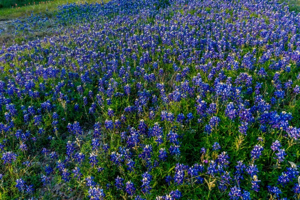 Bluebonnets su una collina del Texas . — Foto Stock