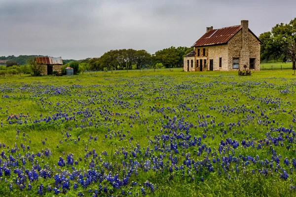 Övergivna gamla hus i Texas vildblommor. — Stockfoto