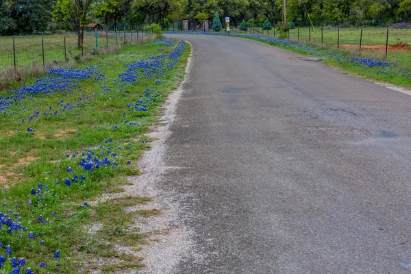 Slavný Texas Bluebonnet (Lupinus texensis) květy. — Stock fotografie