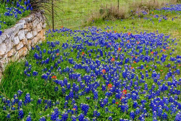 有名なテキサス ブルー ボンネット (ルピナス ・ テキセンシス) 野の花. — ストック写真
