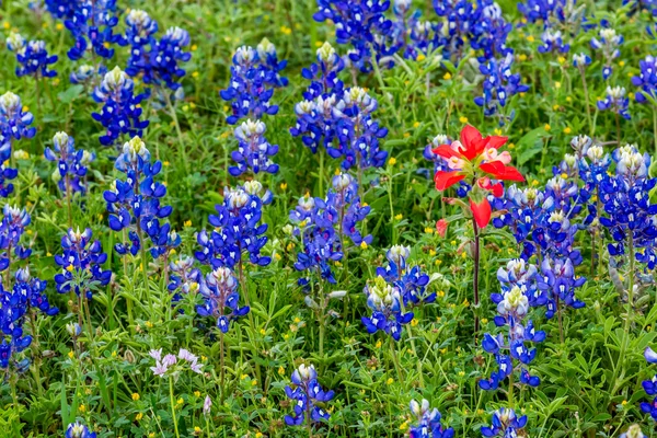 Знаменитий Техас Bluebonnet (Люпин texensis) польові квіти. — стокове фото