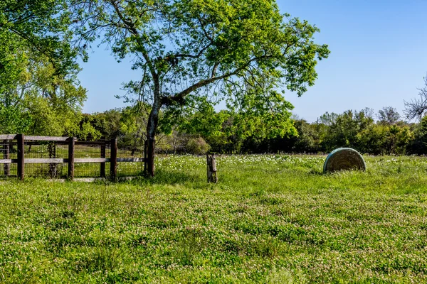 A Meadow with Round Hay Bales and Fresh Texas Wildflowers Stock Picture