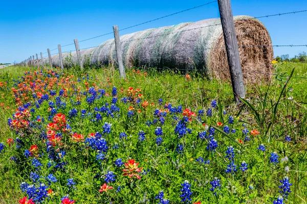 Yuvarlak saman balya ve taze Texas kır çiçekleri ile bir çayır Telifsiz Stok Fotoğraflar