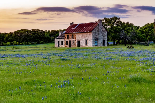 Övergivna gamla hus i Texas vildblommor. Stockbild